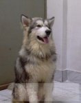 愛犬
