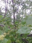 大棗發(fā)芽