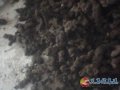 河南義馬毛溝食用菌種植基地