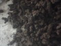 豬苓，豬苓菌種
