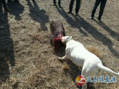 河南洛陽(yáng)第一屆杜高犬咬豬比賽