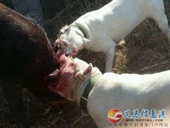 河南洛陽(yáng)第一屆杜高犬咬豬比賽