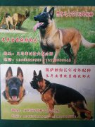 出售各種寵物狗，純血統(tǒng)馬犬幼崽，另有各種血統(tǒng)純正的公種對(duì)外配
