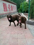 義馬付村犬友俱樂部有狗出售