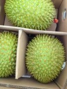 義馬有喜歡吃榴蓮的人士嗎？團購越南、泰國金枕榴蓮，中越邊境發(fā)