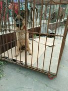 純種德國牧羊犬幼犬預售