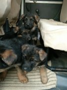 純種德國牧羊犬幼犬預售