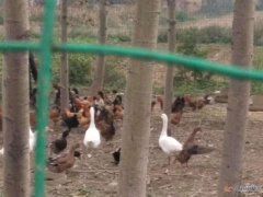 出售絕對散養(yǎng)笨雞，綠色、環(huán)保、不喂食任何快速生長飼料。