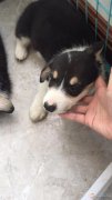 自家柯基生的毛孩子出售