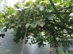 義馬市委后，電業(yè)局東側(cè)三分地稀缺獨(dú)家院出售