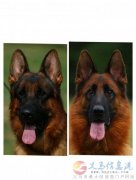 《德國牧羊犬》精品