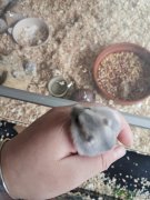 福窩寵物