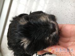 家養(yǎng)雪納瑞一窩