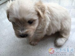 家養(yǎng)雪納瑞一窩
