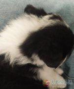 邊牧幼犬一個(gè)月