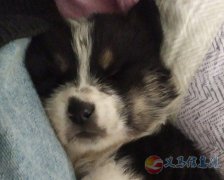 邊牧幼犬