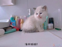 小布偶貓隨時可以去新家
