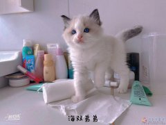 小布偶貓隨時可以去新家