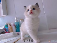 小布偶貓隨時可以去新家