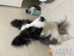 邊牧丟失，尋求幫忙
