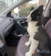 邊牧丟失，尋求幫忙