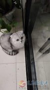 賣寵物貓因?yàn)榧依锶藳](méi)有時(shí)間出售寵物貓兩只